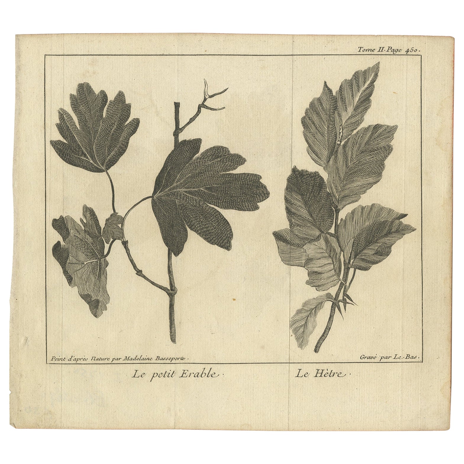 Impression botanique ancienne de petits morceaux d'érable et de hêtre, 1752