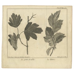 Stampa botanica antica di Acero piccolo e Faggio, 1752