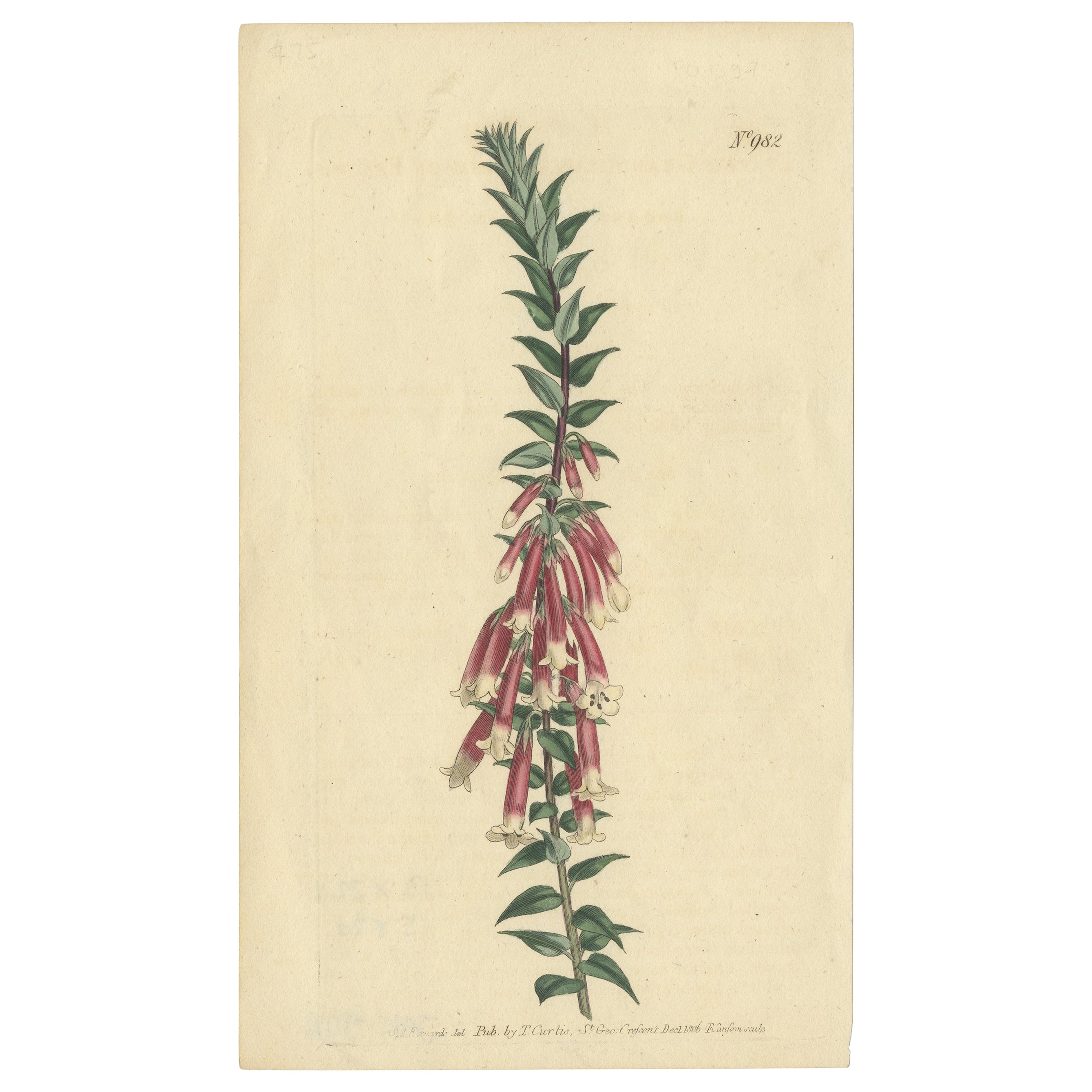 Impression botanique ancienne de l'impératrice d'Epacris, également connue sous le nom de couronne commune, 1806 en vente