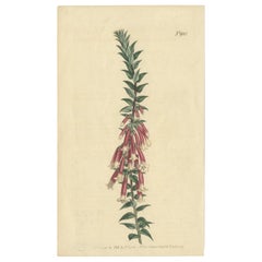 Impression botanique ancienne de l'impératrice d'Epacris, également connue sous le nom de couronne commune, 1806