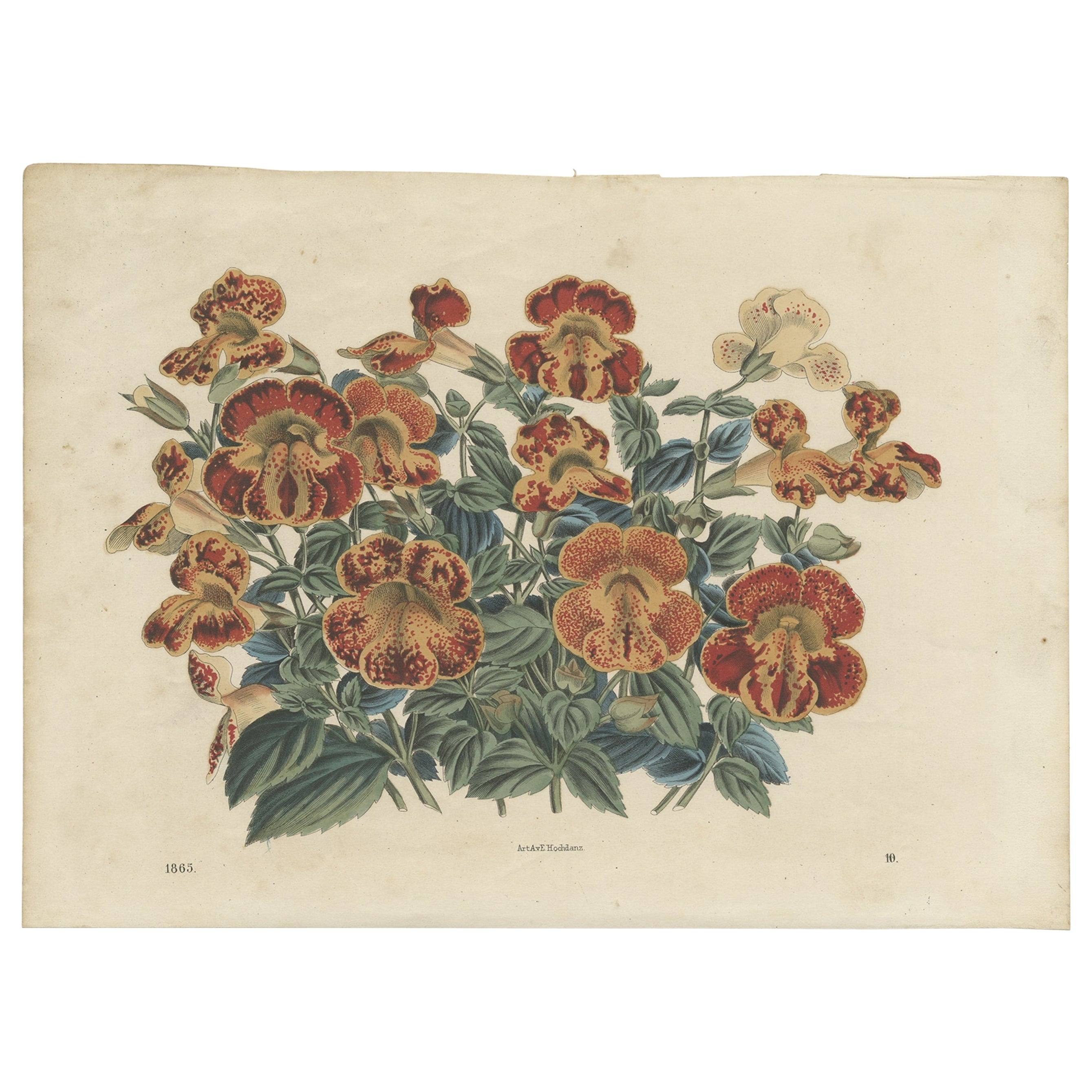 Antique Botany Print of a Mimulus Plant, 1865