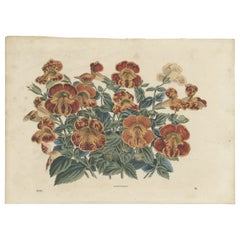 Impresión botánica antigua de una planta de Mimulus, 1865