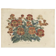 Impression botanique ancienne d'une plante de Mimulus, 1865