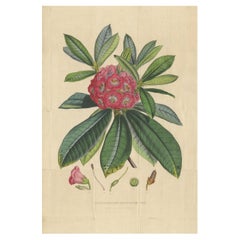 Antique Botany Print of The Rhododendron Barbatum, 1849