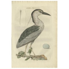 Antique Bird Print of the Black-Crowned Night Heron by Sepp & Nozeman, 1789