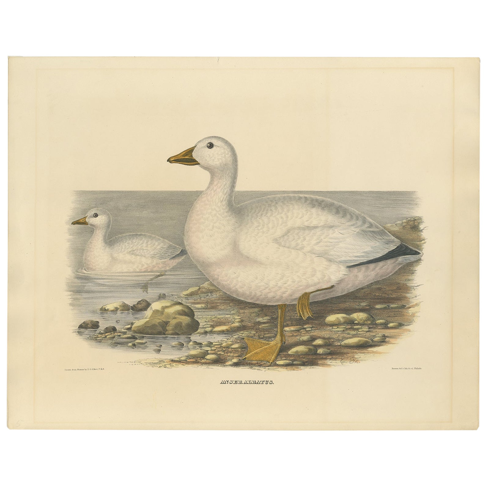 Antique bird print titled 'Anser Albatus'. Old bird print depicting Cassin's Snow Goose. This print originates from 'The new and heretofore unfigured species of the birds of North America', published 1866-1869. 

This spectacular large folio