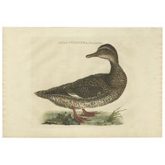 Antique Bird Print of the Female Gadwell Duck by Sepp & Nozeman, 1809