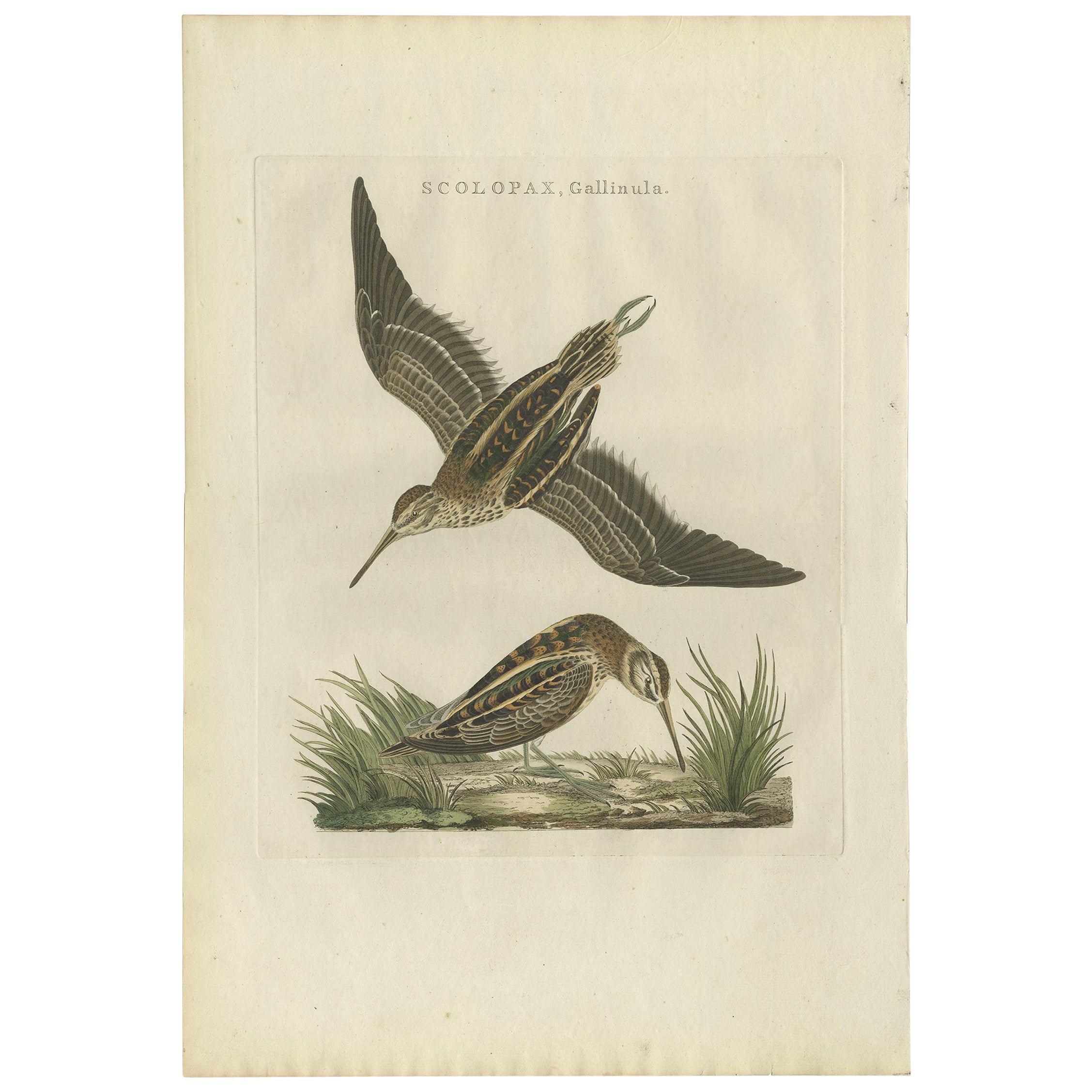 Antique Hand-Colored Bird Print of the Wader Jack Snipe, 1797 For Sale