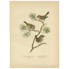 Beautiful Antique Bird Print of The Winter Wren and the Goldcrest, 1927