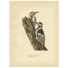 Antique Original Bird Print of Male and Femail White-Backed Woodpecker, 1927