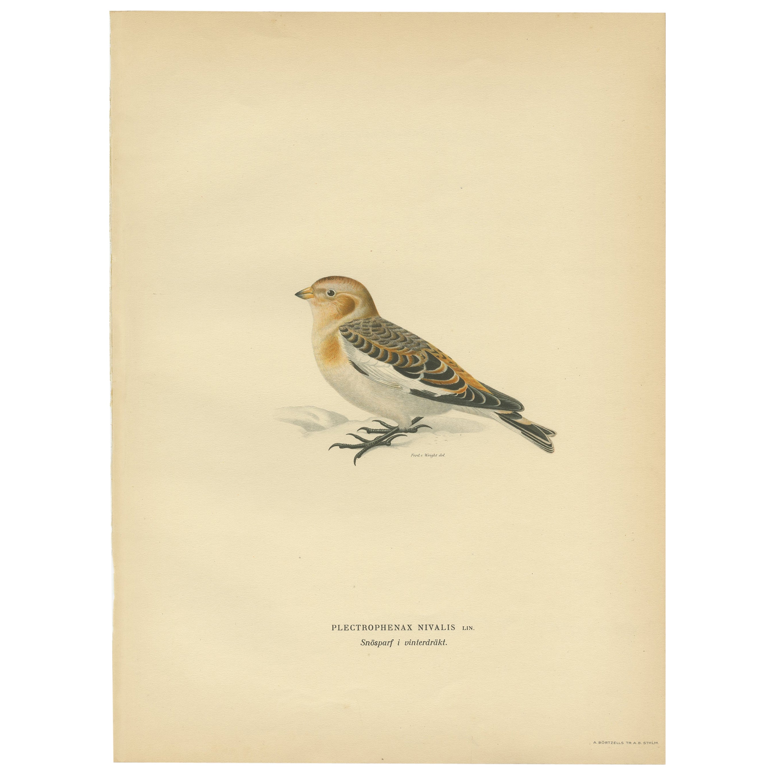 Grabado antiguo de un libro sueco sobre aves, 1927