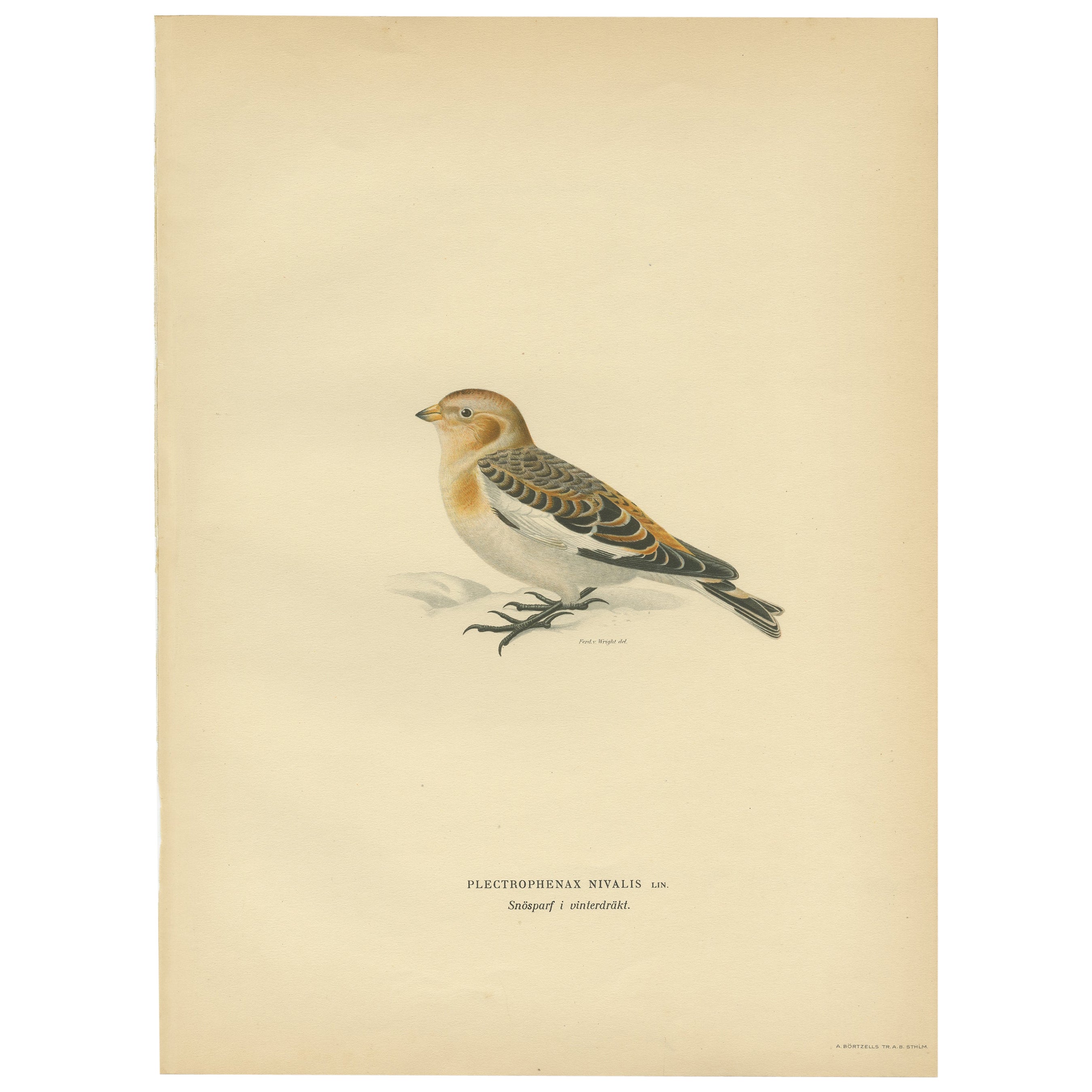 Antique Bird Print of the Snow Bunting from a Swedish Bird Book, 1927 For Sale