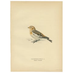 Antique Bird Print of the Snow Bunting from a Swedish Bird Book, 1927