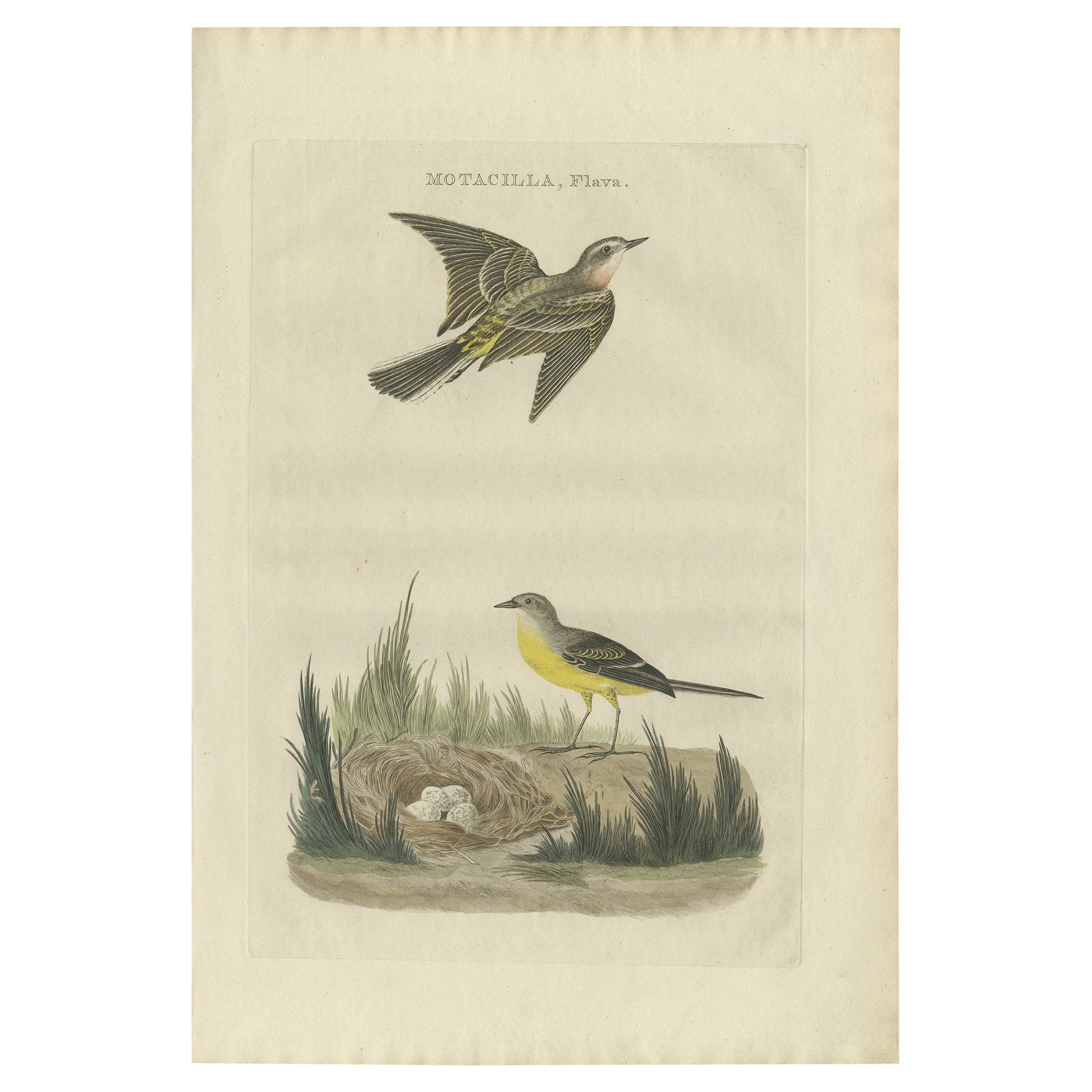 Beautiful Hand-Colored Antique Bird Print of the Western Yellow Wagtail, 1789