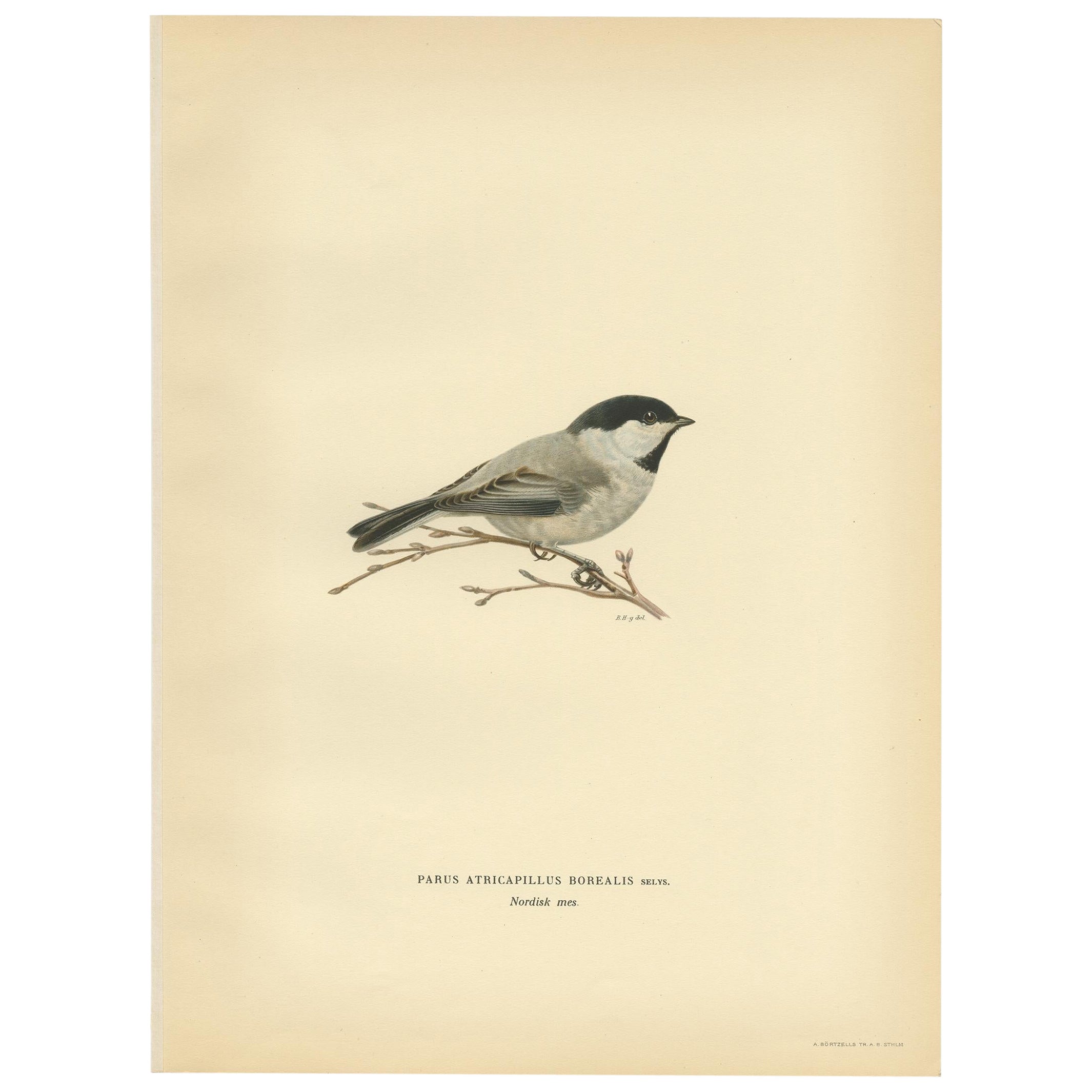 Dekorativer originaler antiker Vogeldruck der Weide Tit, 1927
