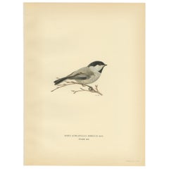 Stampa decorativa originale di uccelli antichi della cincia dal ciuffo, 1927