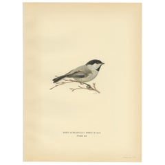 Decorative Original Vintage Bird Print of The Willow Tit, 1927