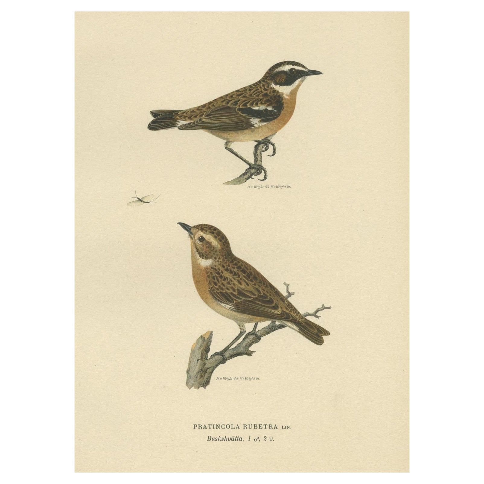Antique Bird Print of the Male and Female Whinchat, 1927