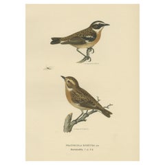 Vintage Bird Print of the Male and Female Whinchat, 1927
