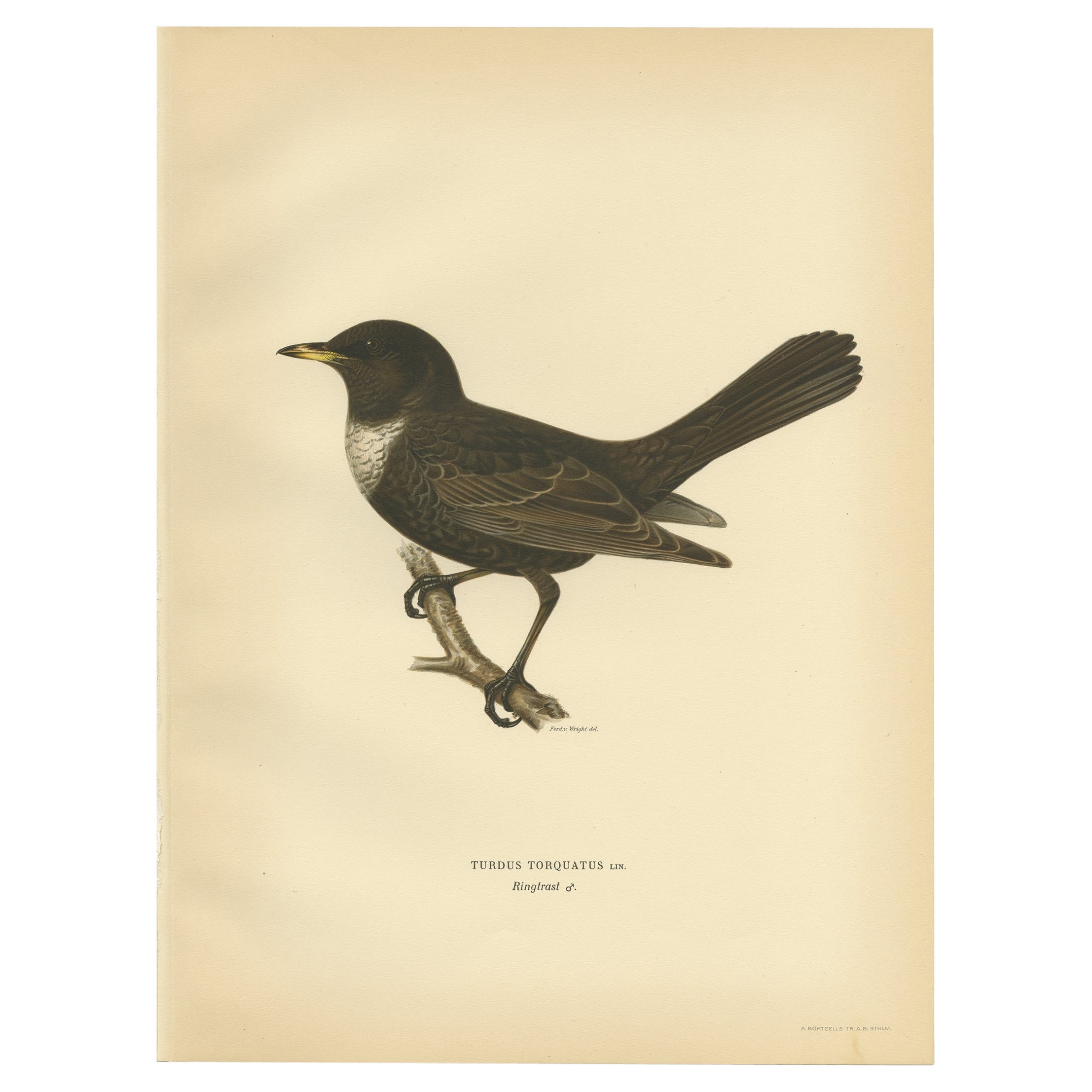 Antique Nicely Colored Bird Print of the Ring Ouzel, 1927 For Sale