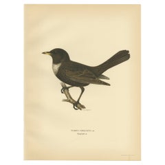 Antique Nicely Colored Bird Print of The Ring Ouzel, 1927