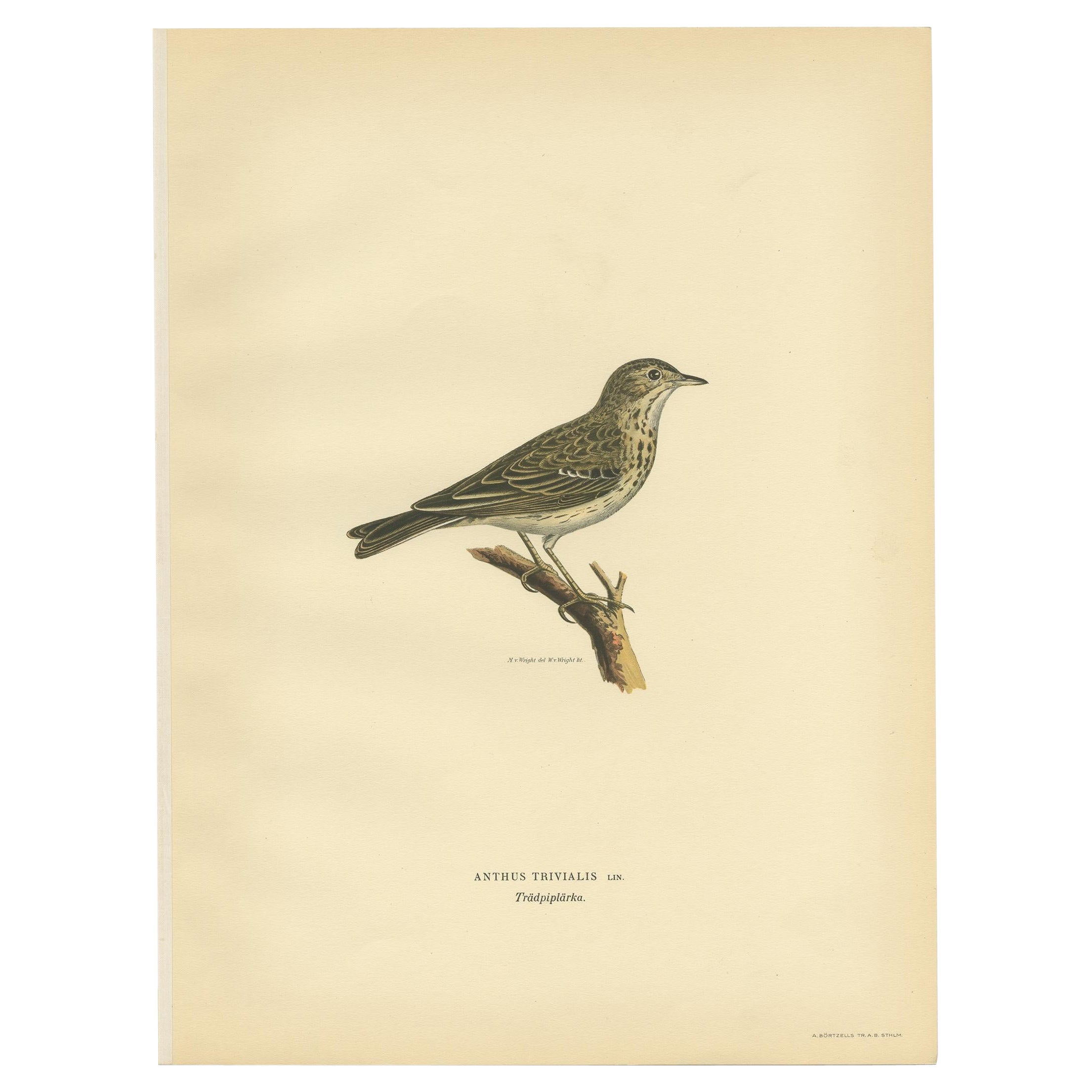 Antique Bird Print of the Tree Pipit by a Swedish Taxidermist, 1927 For Sale