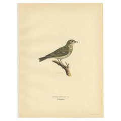 Antique Bird Print of The Tree Pipit by a Swedish Taxidermist, 1927