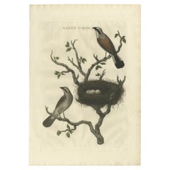 Stampa antica di uccelli colorati a mano dell'Averla capirossa, 1789
