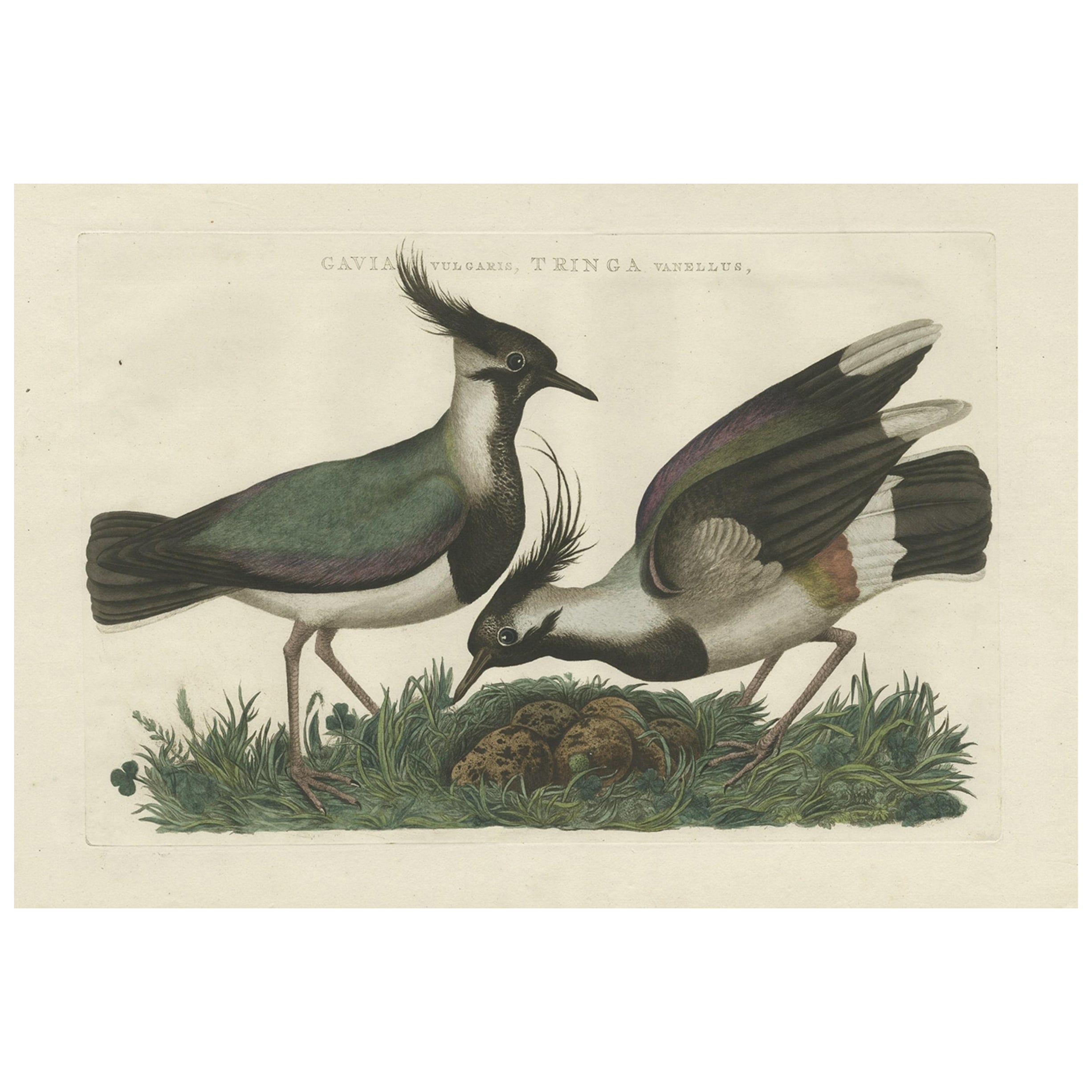Impresionante grabado antiguo coloreado a mano de avefría boreal, 1770