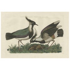 Stunning Antique Hand-Coloured Bird Print of The Northern Lapwing, 1770