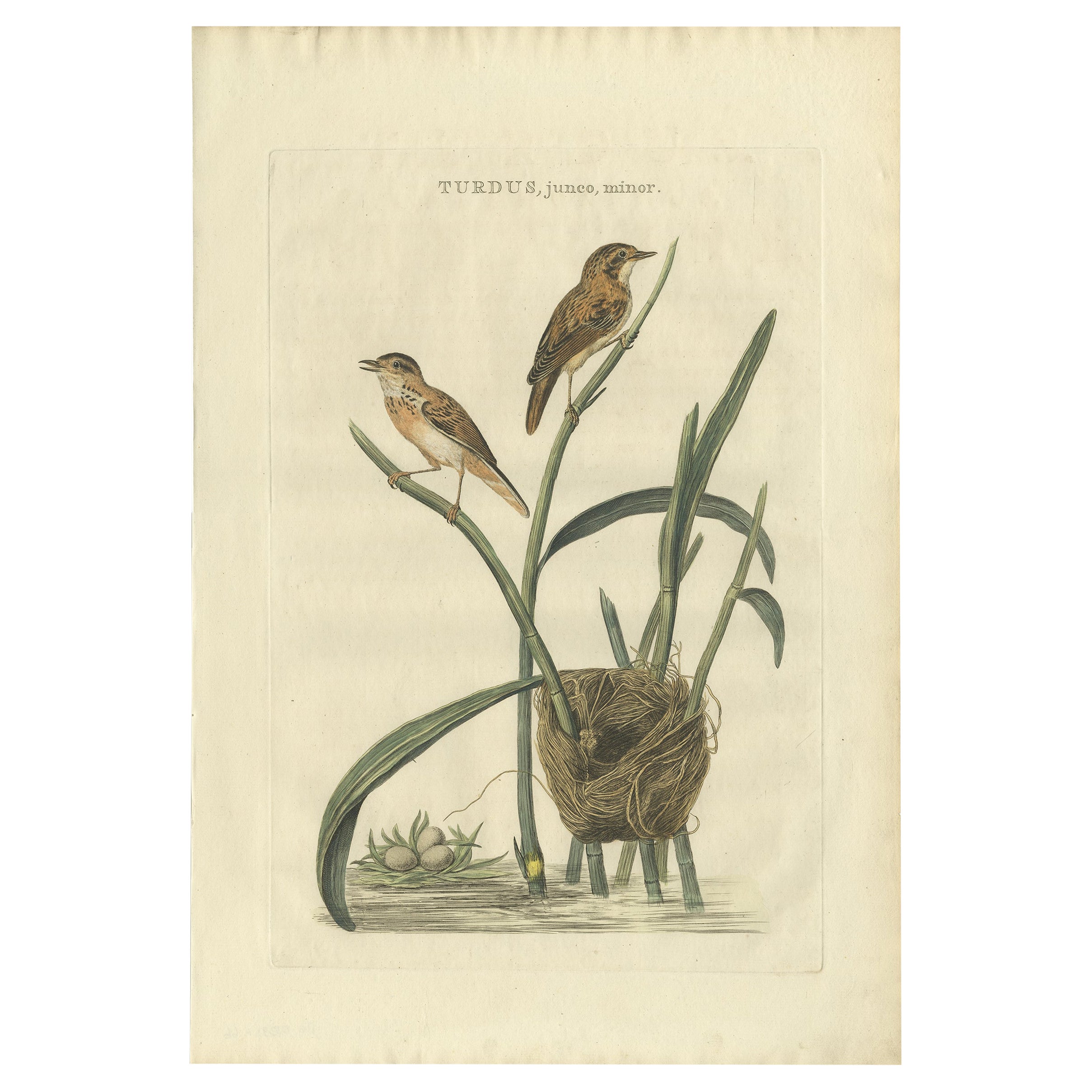 Grabado antiguo de un carricero común con nido y huevos, 1789