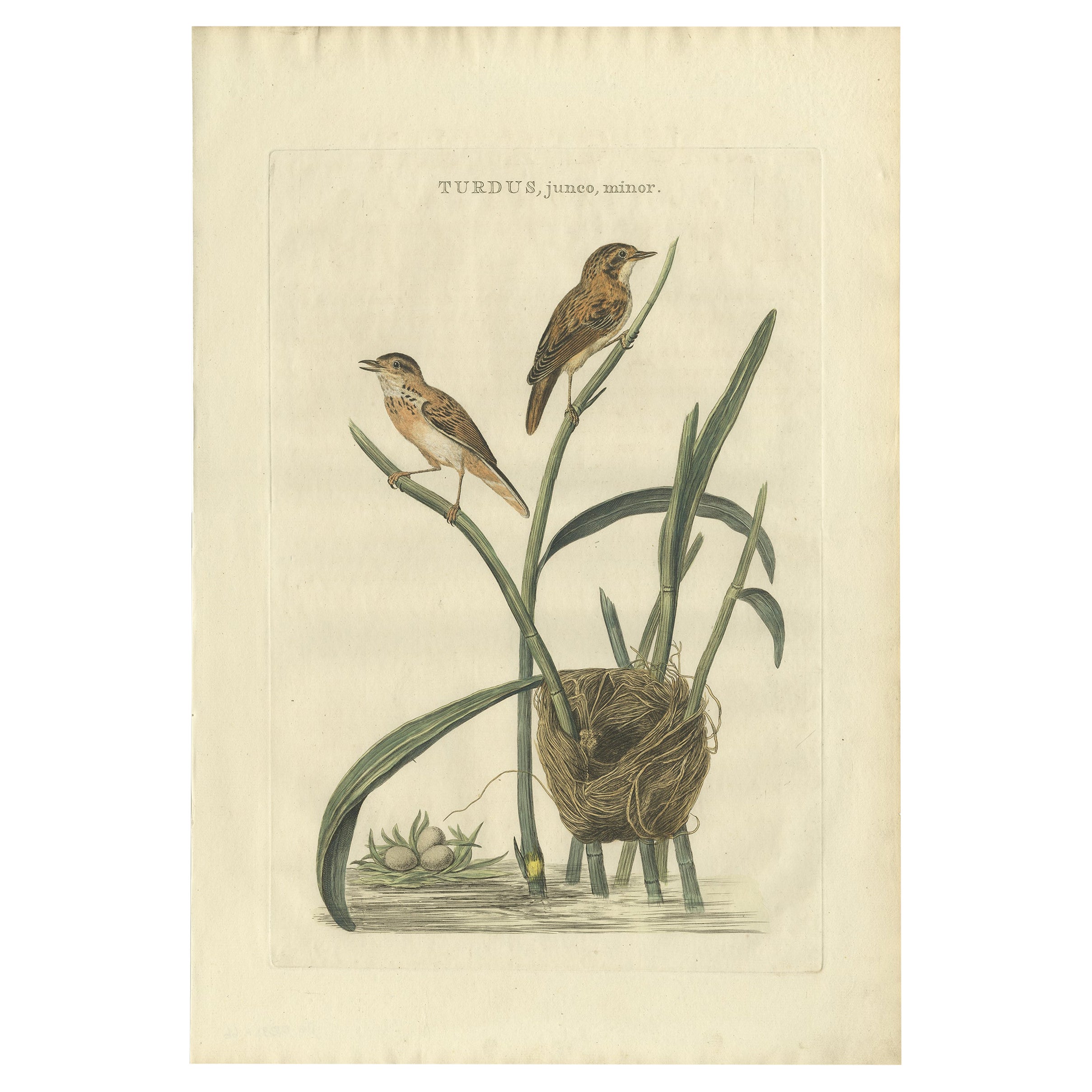 Antique Bird Print of the Eurasian Reed Warbler with Nest and Eggs, 1789 For Sale