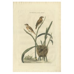 Antiker Vogeldruck des Eurasian Reed Warblers mit Nest und Eiern, 1789