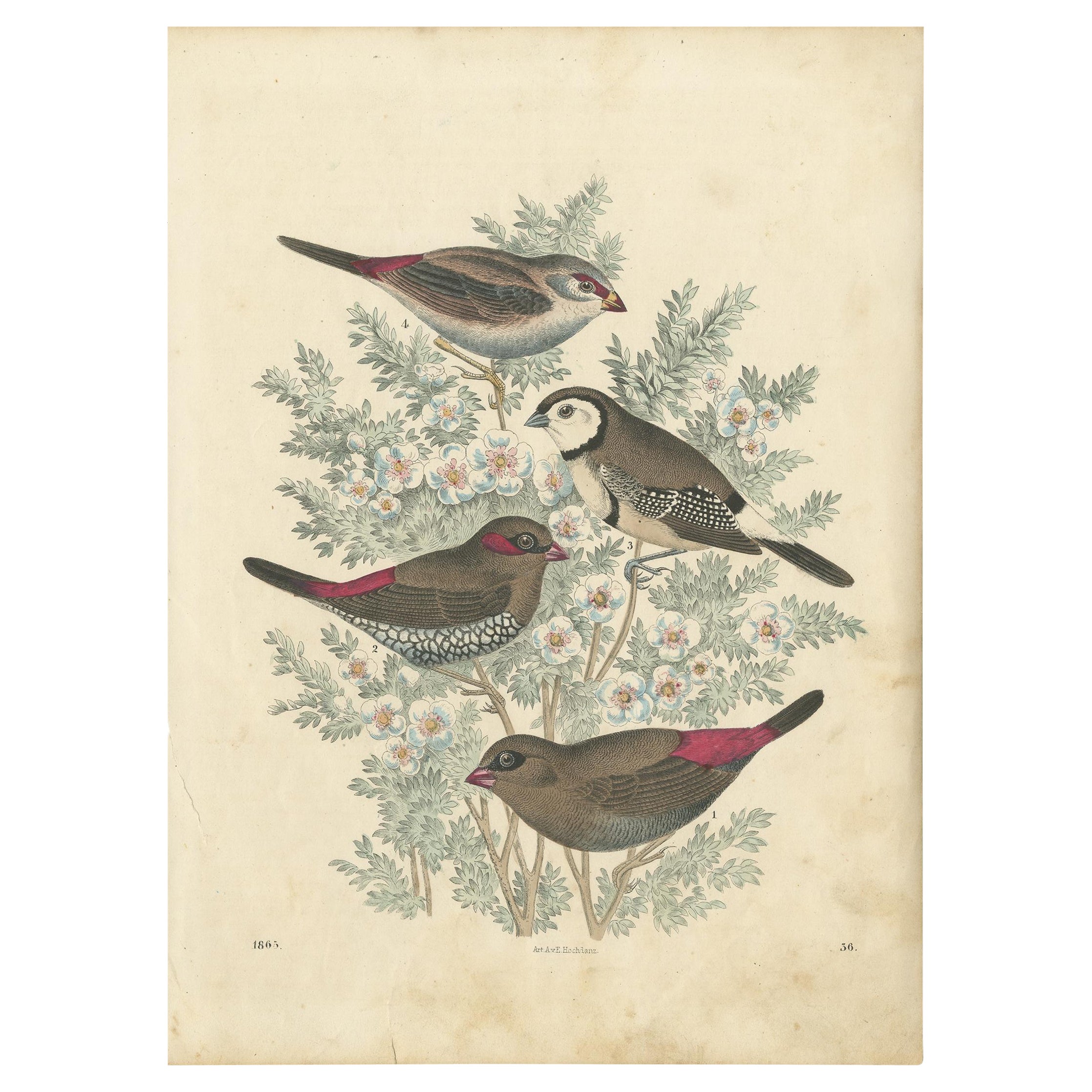 Antique Bird Print of Finches Incl the Red-Browed Finch, 1865 For Sale
