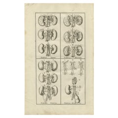 Antique Anatomy Print of The Endocrine System, Etching on Paper, 1798