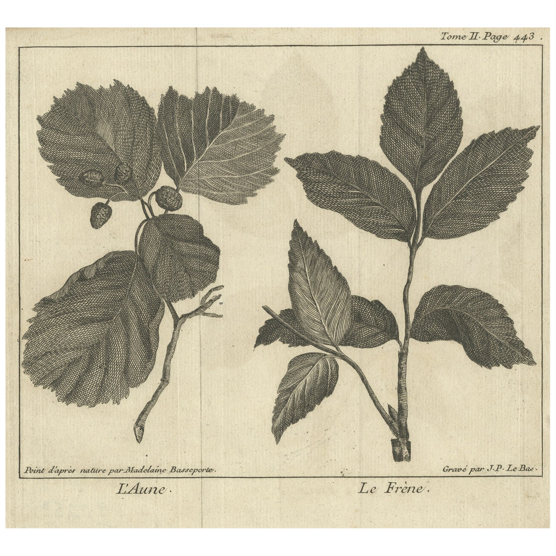 Impression botanique ancienne d'Alnus et de Fraxinus par Le Bas, 1752