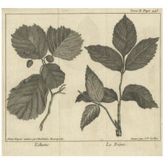 Stampa antica di botanica di Alnus e Fraxinus di Le Bas, 1752