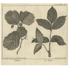 Antique Botany Print of Alnus And Fraxinus by Le Bas, 1752