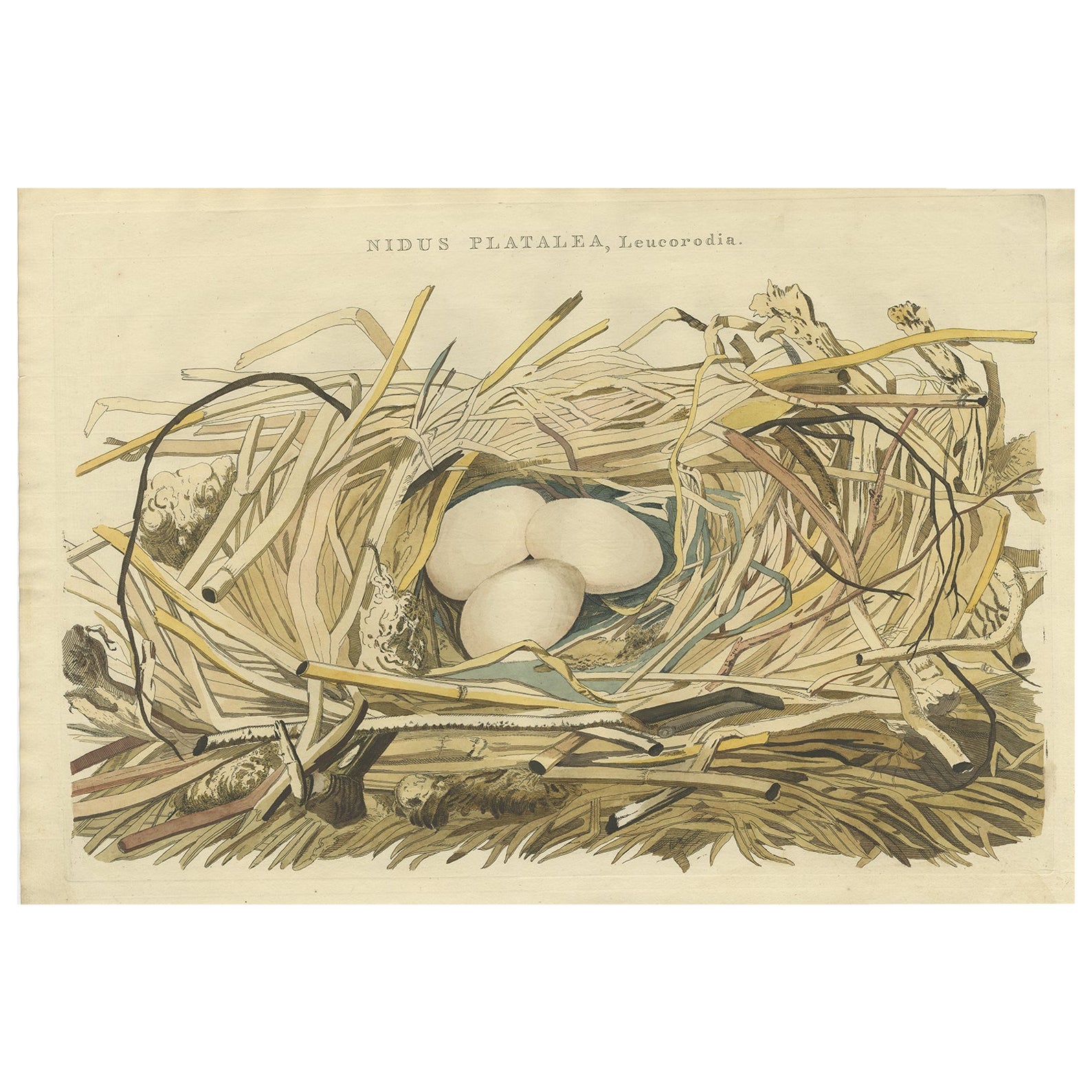 Antique Bird Print of the Nest of a Spoonbill of the Ibis Family, 1789