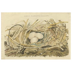 Antique Bird Print of the Nest of a Spoonbill of the Ibis Family, 1789