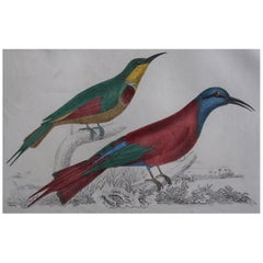 Original Antique Print of a Bee-Eater, 1847 'Unframed'