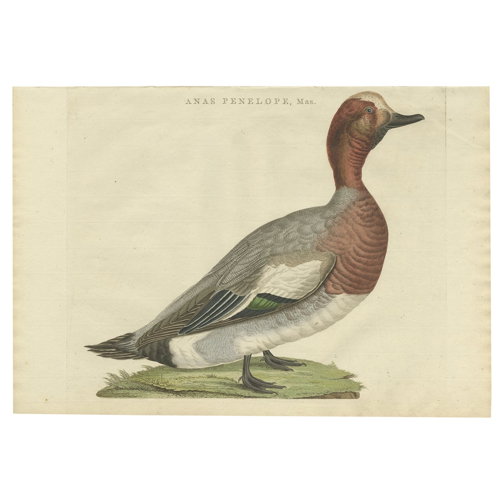 Antique Bird Print of the Male Eurasian Wigeon or Widgeon, 1797 For Sale
