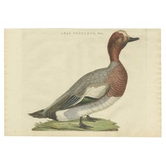 Antique Bird Print of the Male Eurasian Wigeon or Widgeon, 1797
