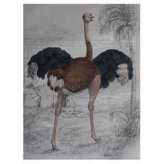 Original Antique Print of An Ostrich, 1847 'Unframed'