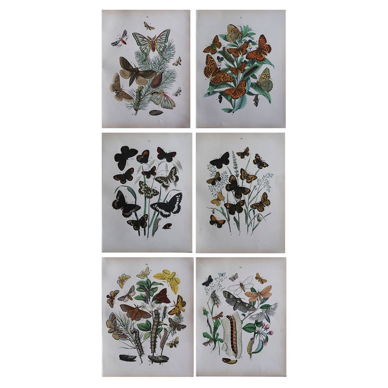 Set of 6 Original Antique Prints of Butterflies, circa 1880