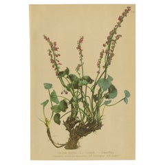 Antique Botany Print of The Oxyria Digyna by Palla, 1897