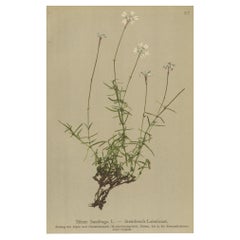 Impresión botánica antigua de la Bistorta Vivipara por Palla, 1897