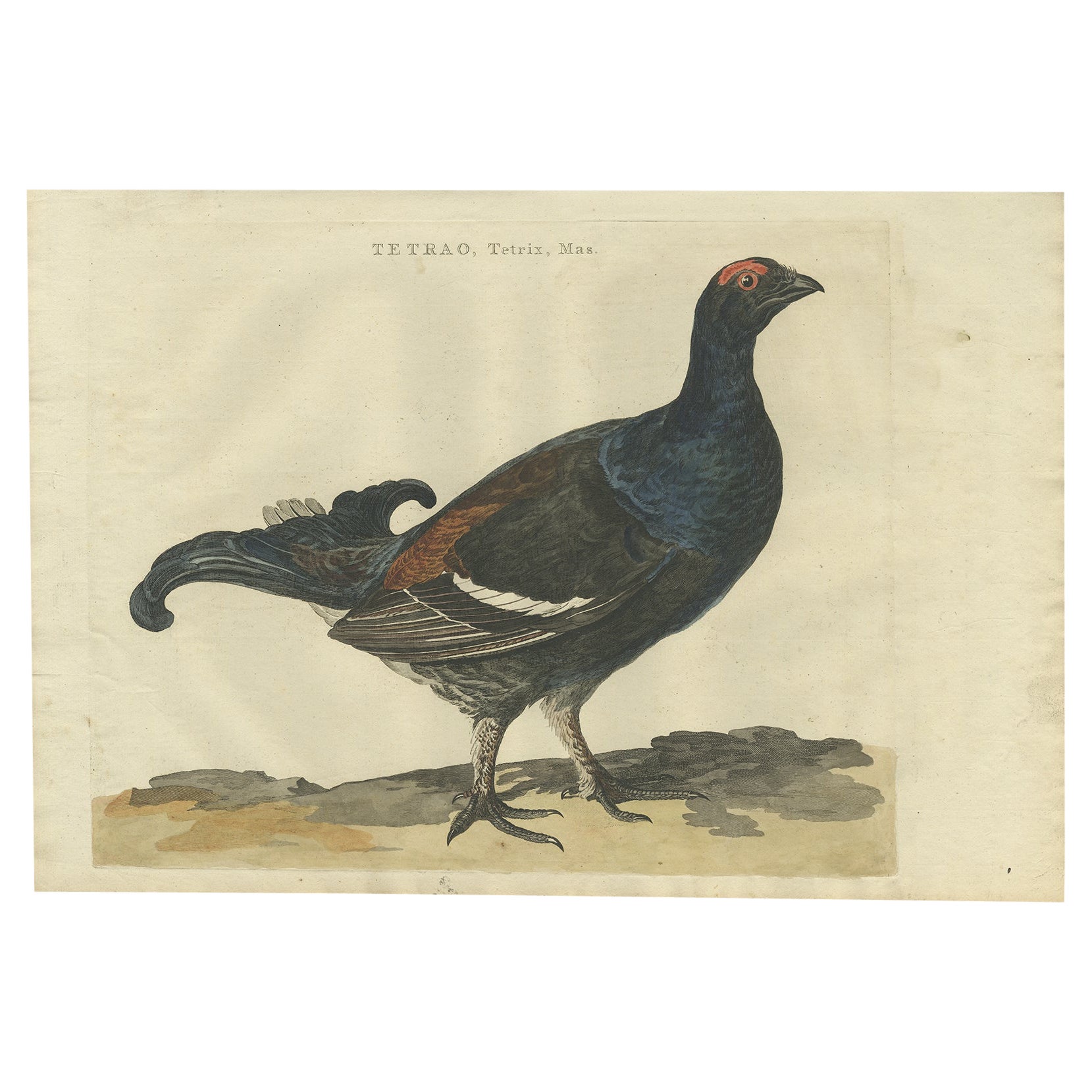 Antique Hand-Coloured Bird Print of the Male Black Grouse, 1789