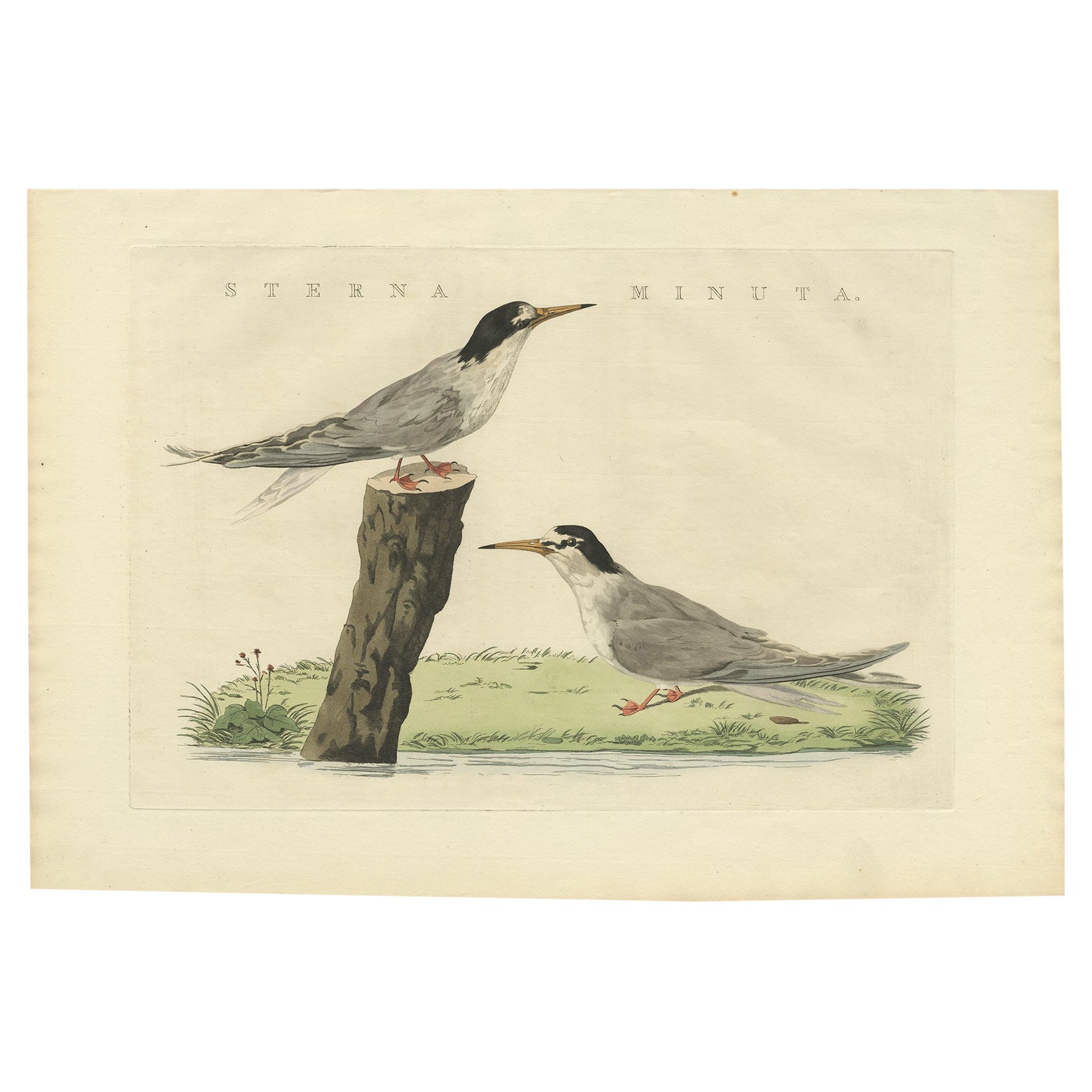 Antique Hand-Coloured Bird Print of the Little Tern by Sepp & Nozeman, 1829 For Sale