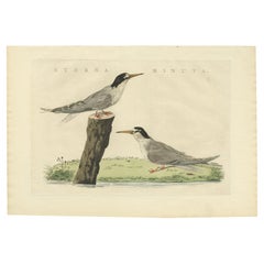 Antique Hand-Coloured Bird Print of the Little Tern by Sepp & Nozeman, 1829